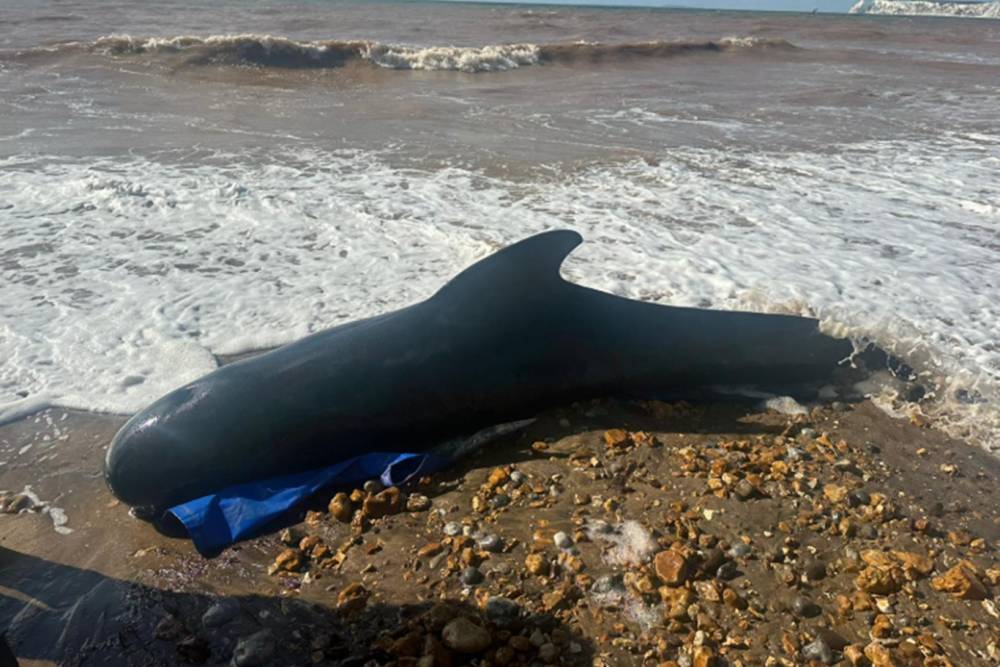 Yeni Zelanda'da onlarca balina karaya vurdu
